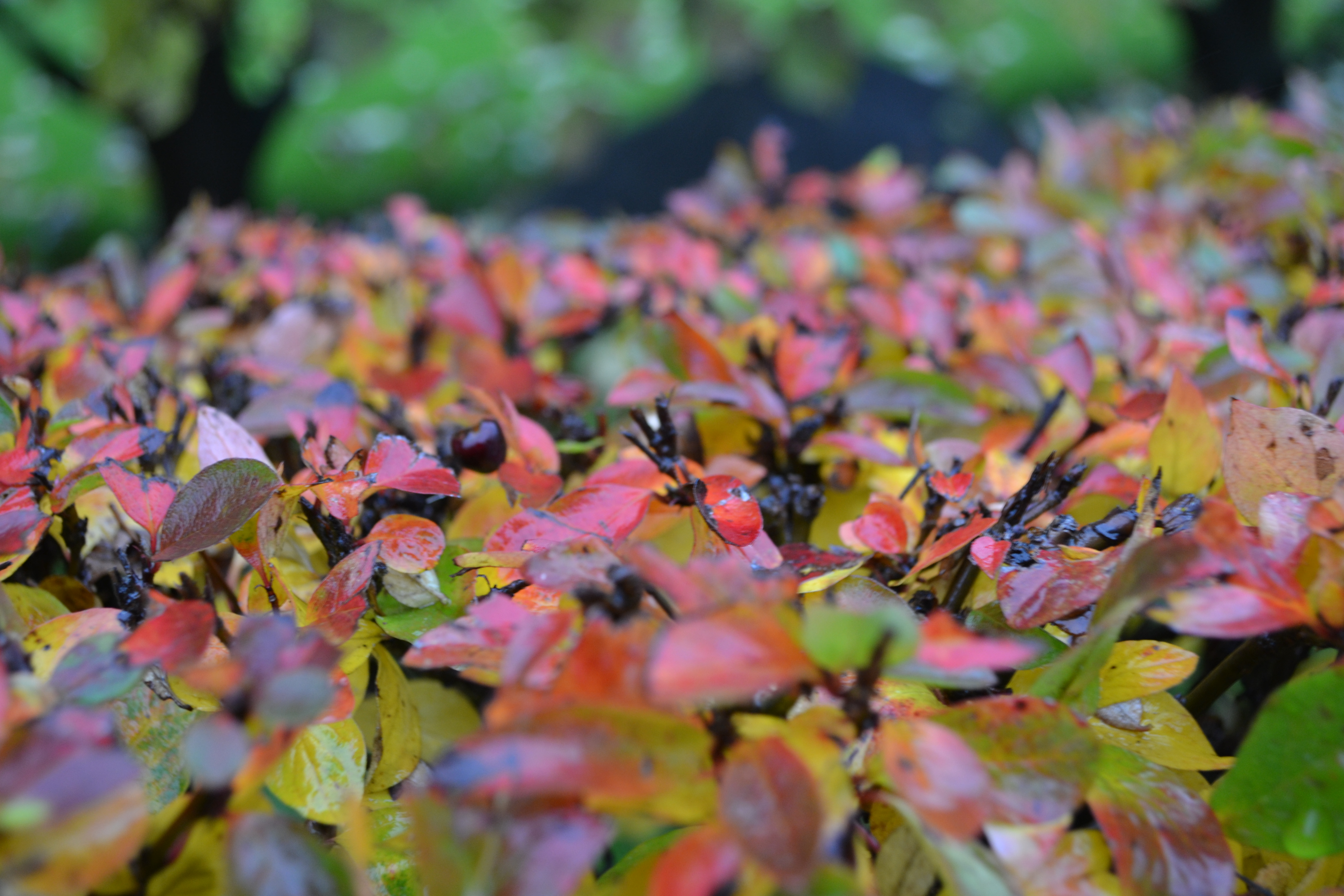 31.01.26-01.02.26  Массаж лица "Коруги"<br>Преподаватель Хлопина Ольга<br>