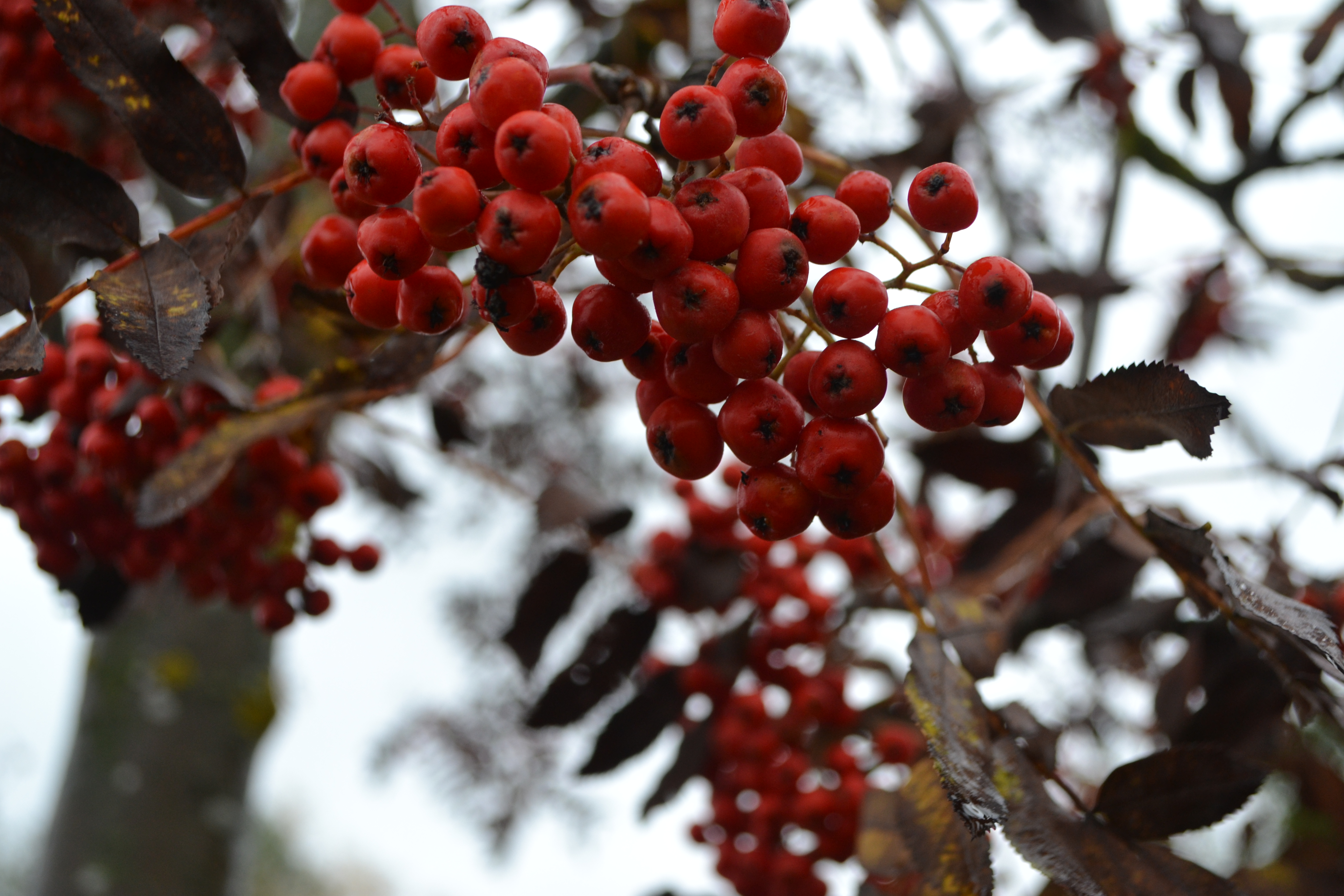 7.02.26-08.02.26 , 14.02.26-15.02.26 "Детский массаж" <br>Преподаватель Красикова Ирина Семеновна<br>