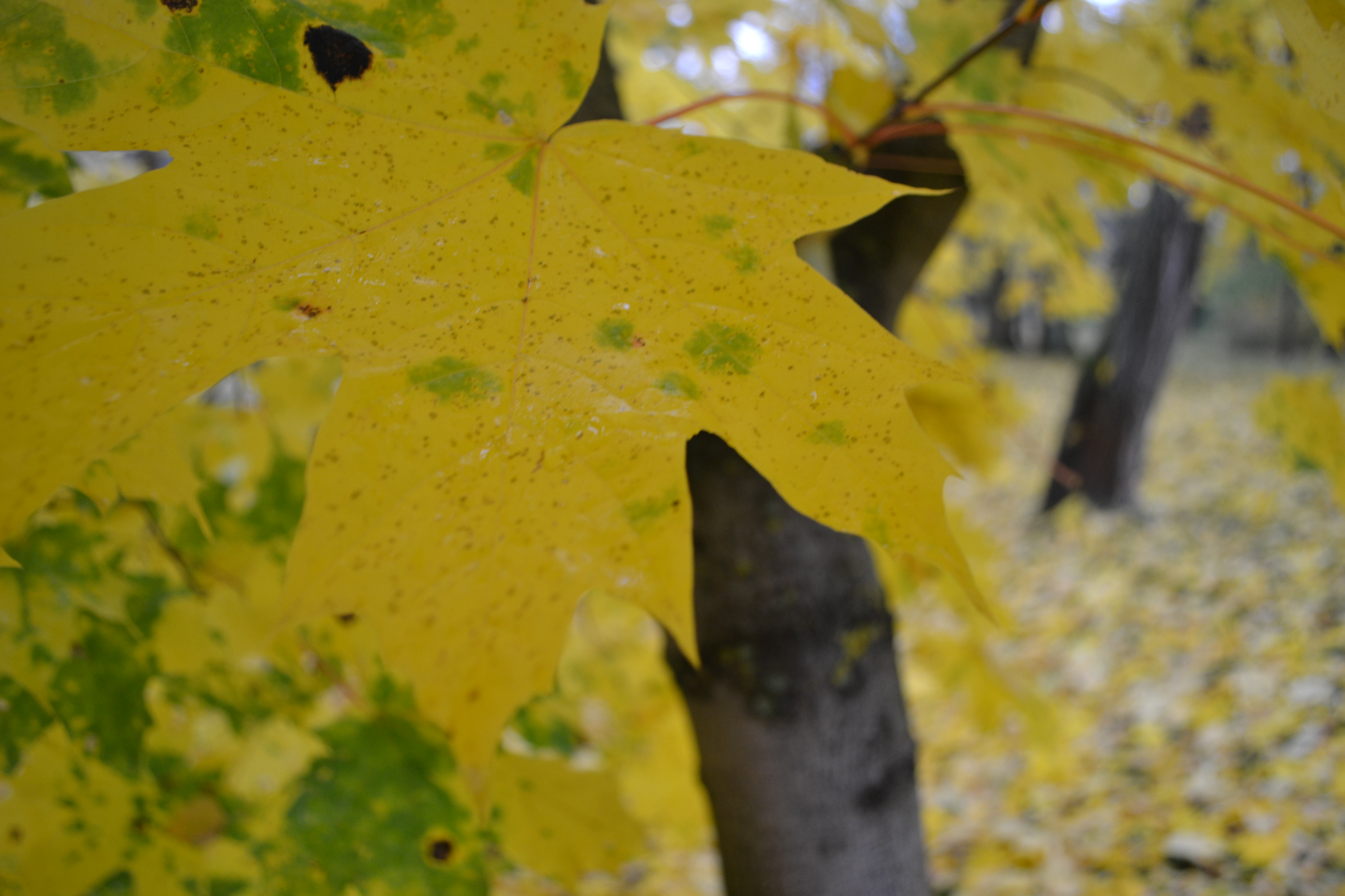 11.02.26 Семинар "Косметические маски" особенности нанесения, современные тренды. <br>Преподаватель Базина Светлана Валерьевна<br>