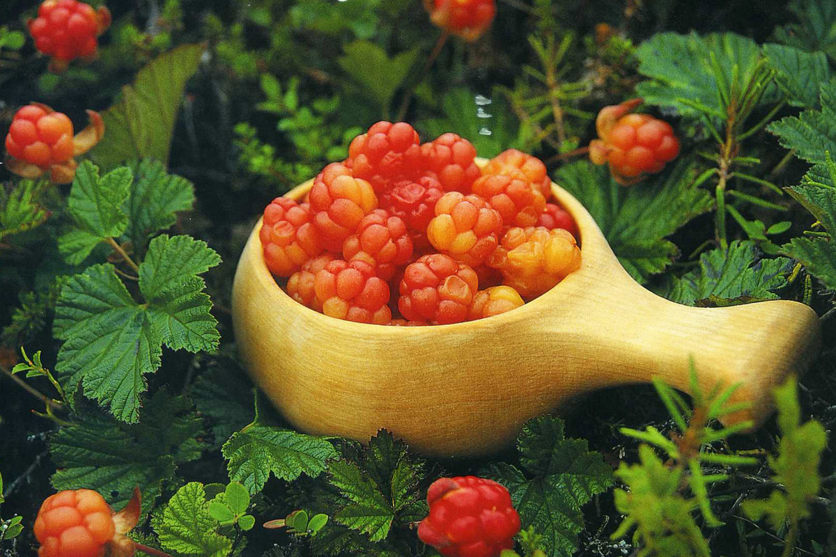 Экстракт морошки